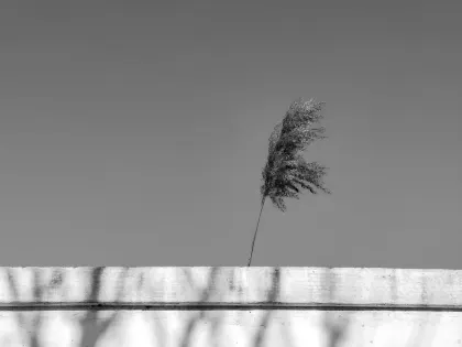 Jazz Casino Mobilapp